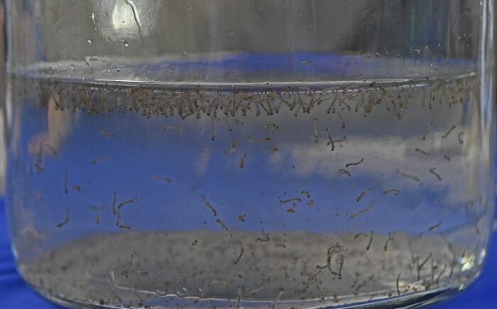 Dia D de conscientização contra o mosquito da dengue será nesta quarta nas escolas estaduais