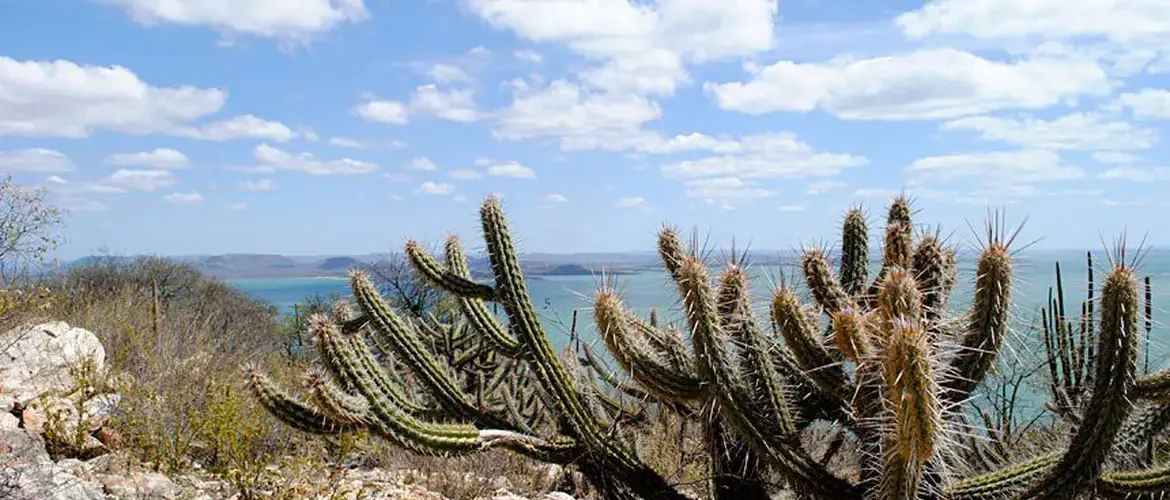 Brasil já perdeu 34 milhões dos 82,6 milhões de hectares da Caatinga