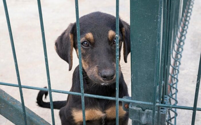 Abril Laranja: Campanha contra maus-tratos a animais será intensificada ao longo de todo o mês