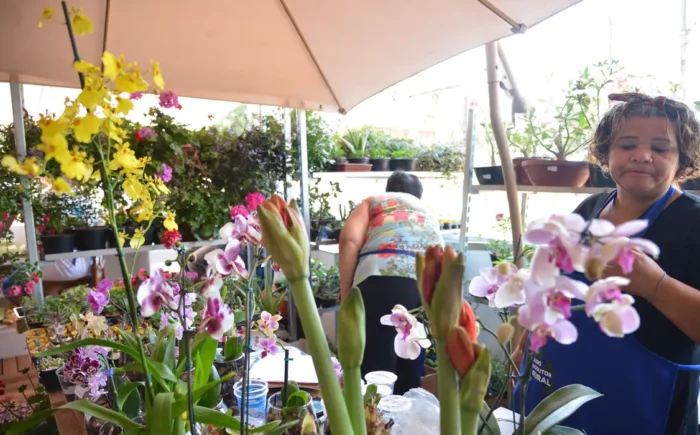 Desenrola para MEI e micro e pequenas empresas começa nesta segunda-feira