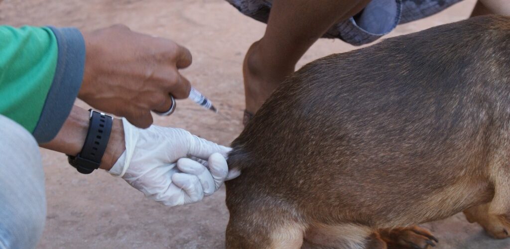 Prefeitura e Subea realizam vacinação antirrábica no distrito de Anhanduí nesta terça-feira
