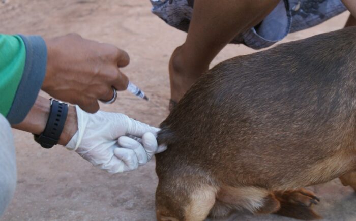 Prefeitura e Subea realizam vacinação antirrábica no distrito de Anhanduí nesta terça-feira