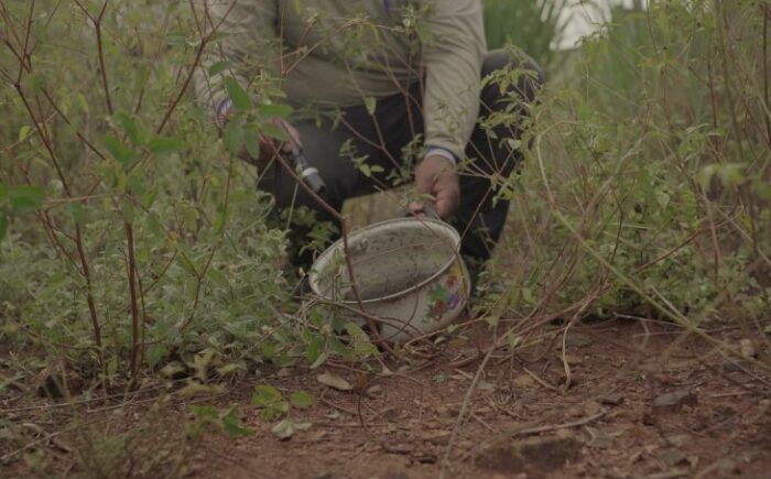 Mato Grosso do Sul registra 12 mil casos confirmados de dengue