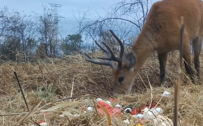 Para preservar fauna do Pantanal, grupo técnico atua em ações de fuga e aporte nutricional dos animais