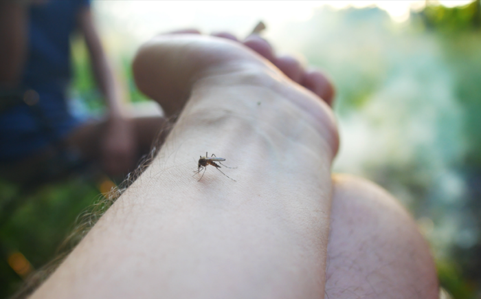 Boletim Epidemiológico: MS registra 15.188 casos confirmados de dengue