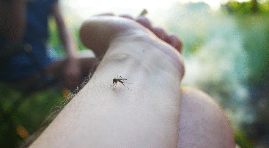 Boletim Epidemiológico: MS registra 15.188 casos confirmados de dengue