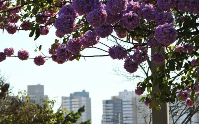 Tempo segue ensolarado e seco nesta terça-feira em Mato Grosso do Sul