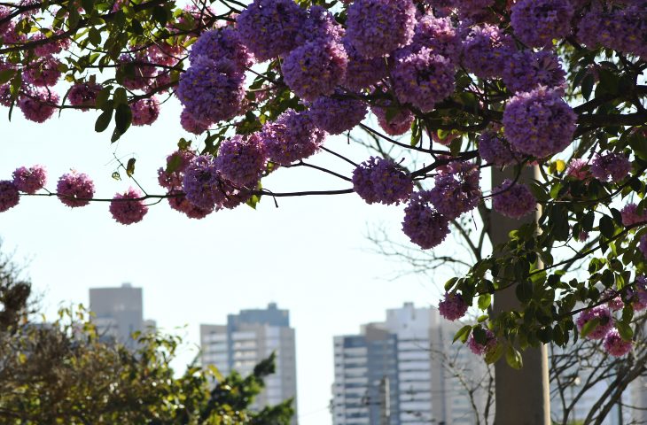 Terça-feira tem previsão de tempo firme e altas temperaturas em MS