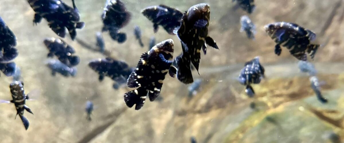 No Bioparque Pantanal filhotes de Acará são atrações em tanque itinerante