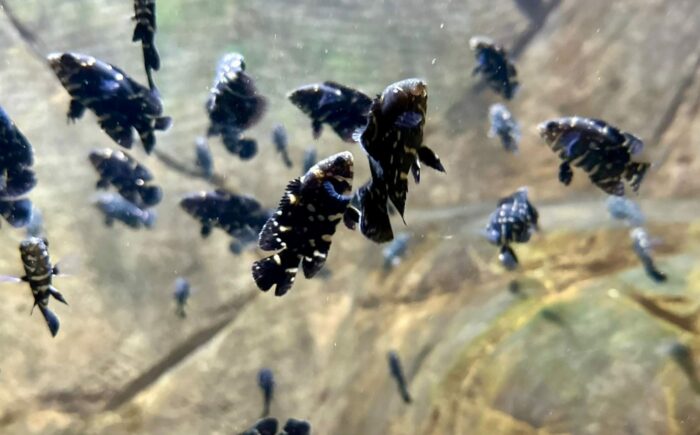 No Bioparque Pantanal filhotes de Acará são atrações em tanque itinerante