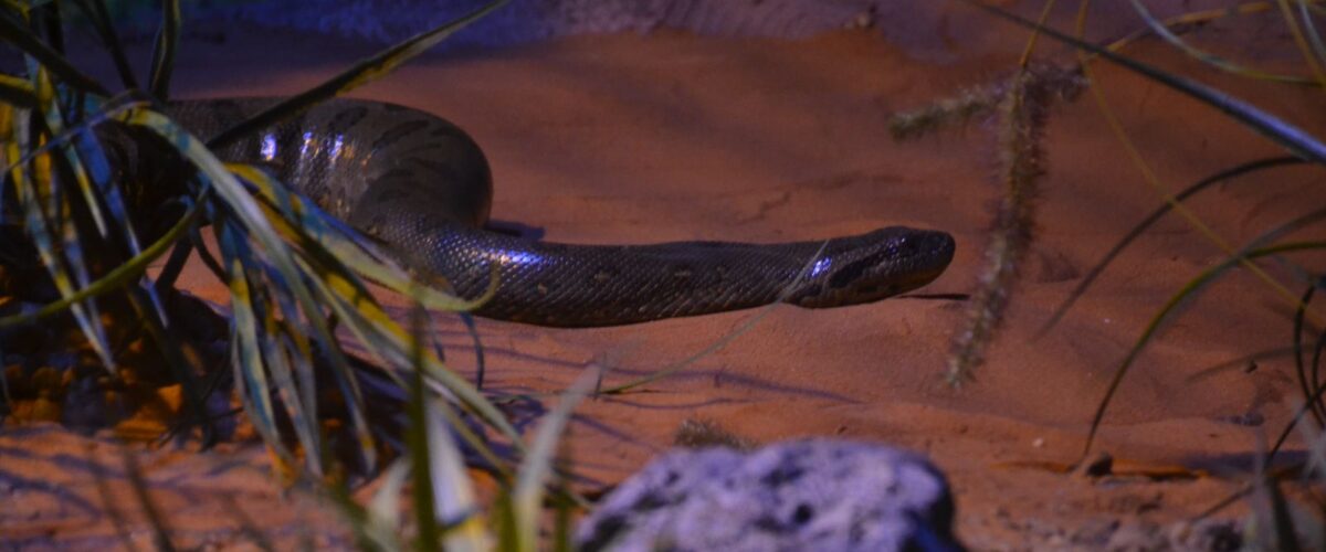 No Dia Mundial da Cobra, Bioparque ressalta importância da sucuri Gaby Amarantos e da jiboia Rachel Carson