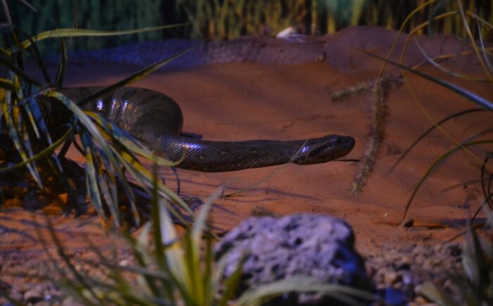 No Dia Mundial da Cobra, Bioparque ressalta importância da sucuri Gaby Amarantos e da jiboia Rachel Carson