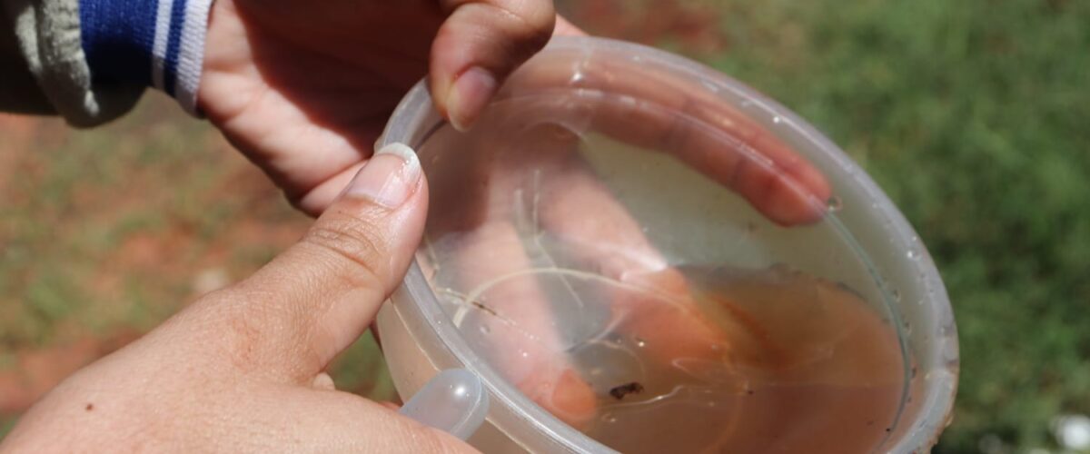 MS registra mais de 15 mil casos confirmados de dengue