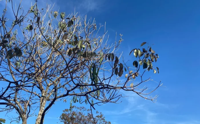 Terça-feira será de sol e tempo segue estável em MS