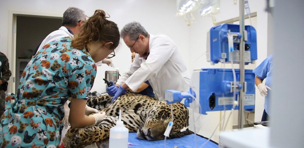 Onças-pintadas Antã e Miranda continuam o tratamento no Hospital Ayty