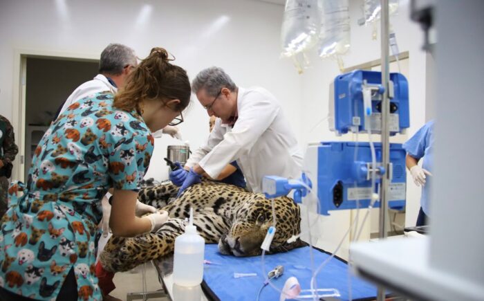 Onças-pintadas Antã e Miranda continuam o tratamento no Hospital Ayty