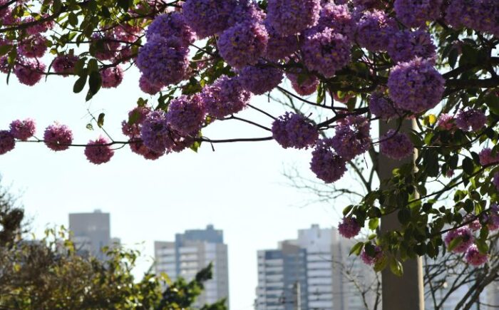 Previsão do Cemtec para esta quarta-feira é de sol forte e tempo firme em Mato Grosso do Sul