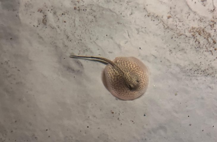 Arraias de água doce ganham berçário e são nova atração no Bioparque