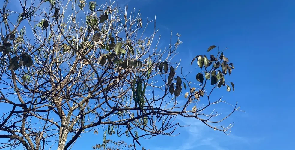 Previsão para o final de semana indica tempo firme com sol e poucas nuvens em MS