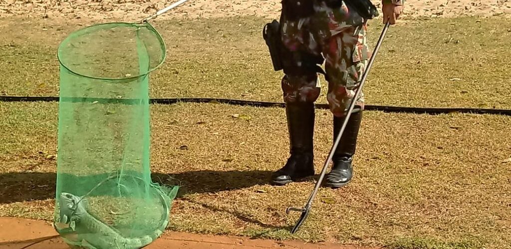 Imasul faz orientações à população para o que fazer caso encontre um animal silvestre ferido