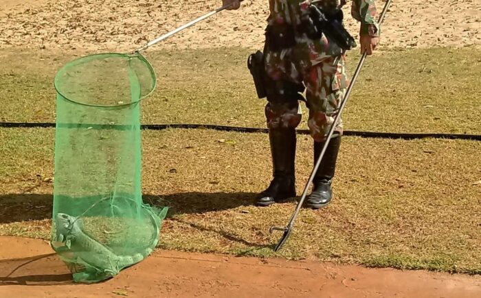 Imasul faz orientações à população para o que fazer caso encontre um animal silvestre ferido