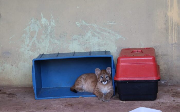 Hospital Ayty atende mais de 60 filhotes órfãos em Mato Grosso do Sul