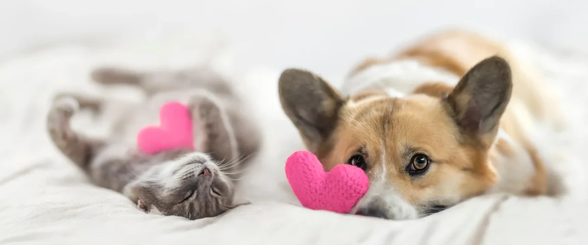 Campanha conscientiza sobre câncer em animais domésticos em MS