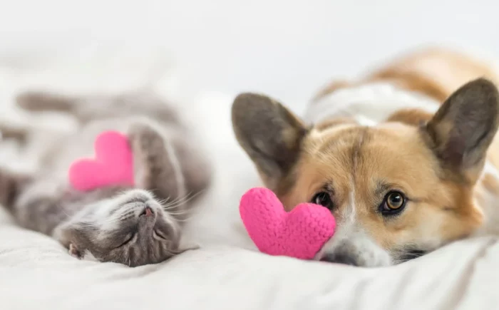 Campanha conscientiza sobre câncer em animais domésticos em MS