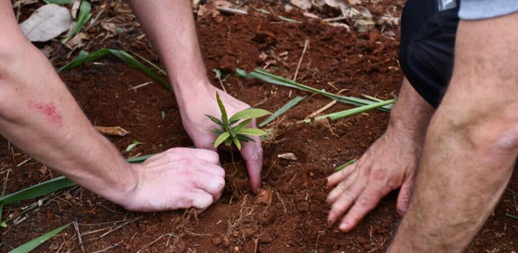 Prefeitura conclui plantio de três mil mudas de frutos nativos em região turística de Campo Grande