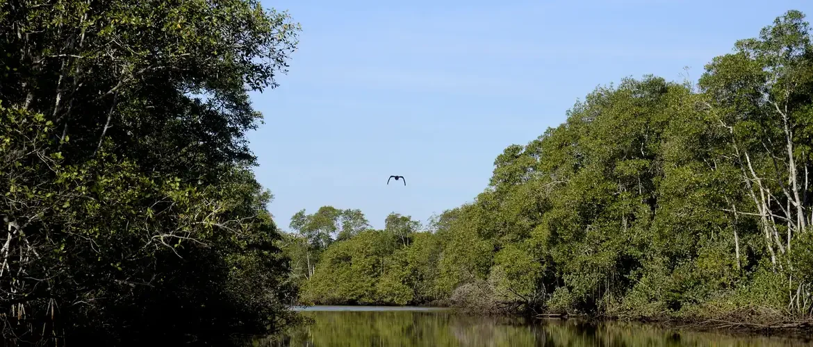Brasil está entre países do G20 com maior proporção de área protegida