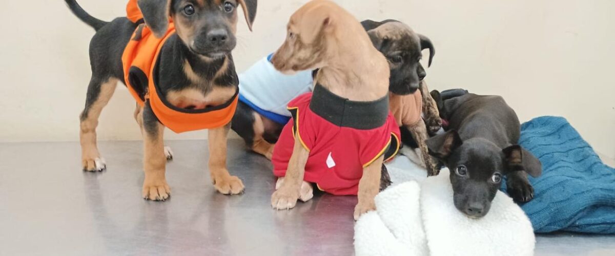 Dezembro Verde: CCZ participa de ação no mês de combate ao abandono de animais