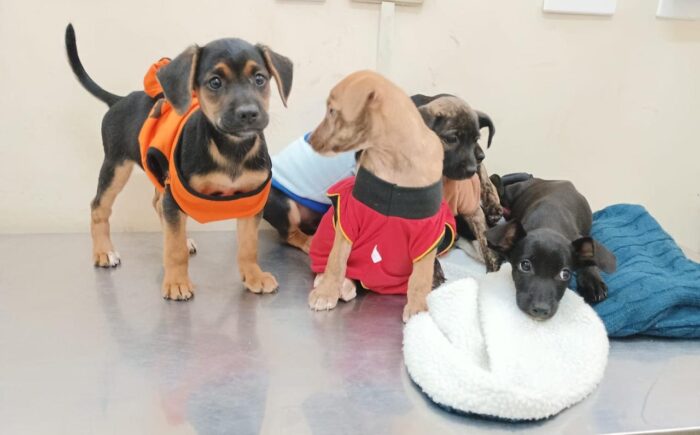 Dezembro Verde: CCZ participa de ação no mês de combate ao abandono de animais