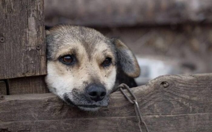 Crimes de maus-tratos a animais em MS podem ser denunciados pela Delegacia Virtual