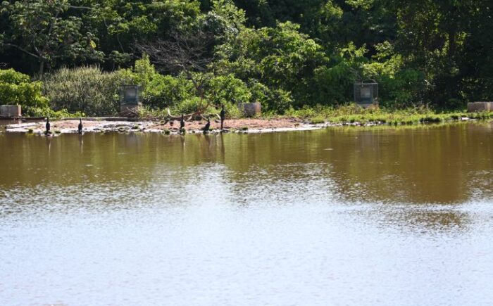 Desassoreamento do lago de contenção chega a 80% e já repercute no ecossistema do Parque das Nações Indígenas