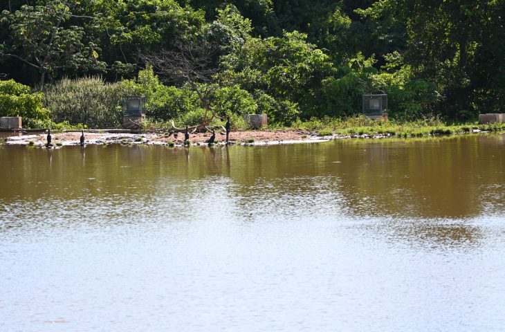 Desassoreamento do lago de contenção chega a 80% e já repercute no ecossistema do Parque das Nações Indígenas