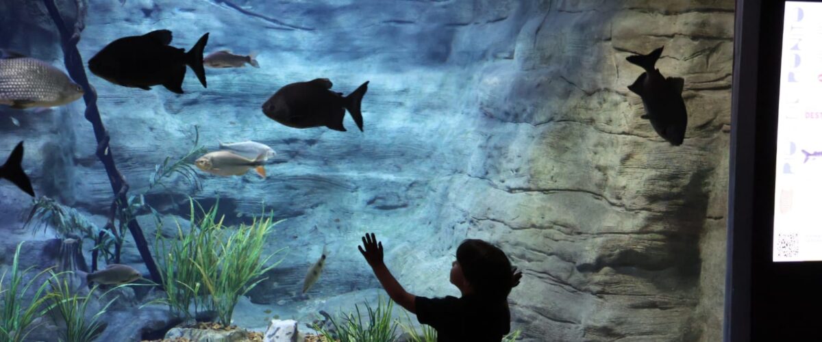 Bioparque Pantanal fecha para manutenção e reabre para visitação na próxima terça-feira