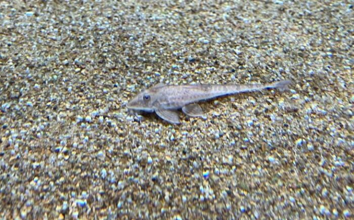 Bioparque Pantanal é o mais novo associado da AZAB e reforça compromisso com a biodiversidade