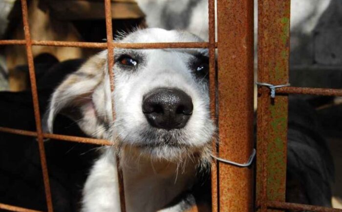 Ferramenta de MS registra 40 denúncias por semana e reforça combate aos maus-tratos de animais