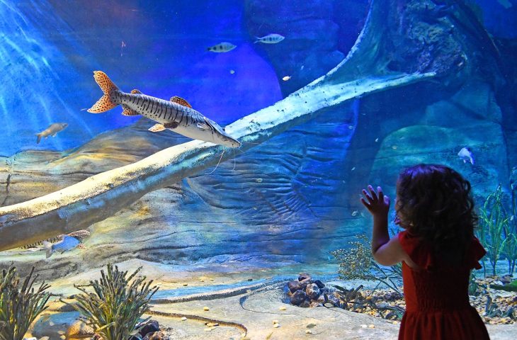 Confira horário especial do Bioparque Pantanal neste Carnaval