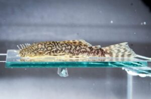 Bioparque Pantanal reforça conservação com mais uma reprodução inédita para a ciência no mundo