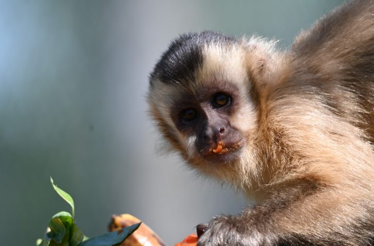 Imasul leva tuiuiú e oito macacos-prego reabilitados no CRAS para ambientação no Pantanal
