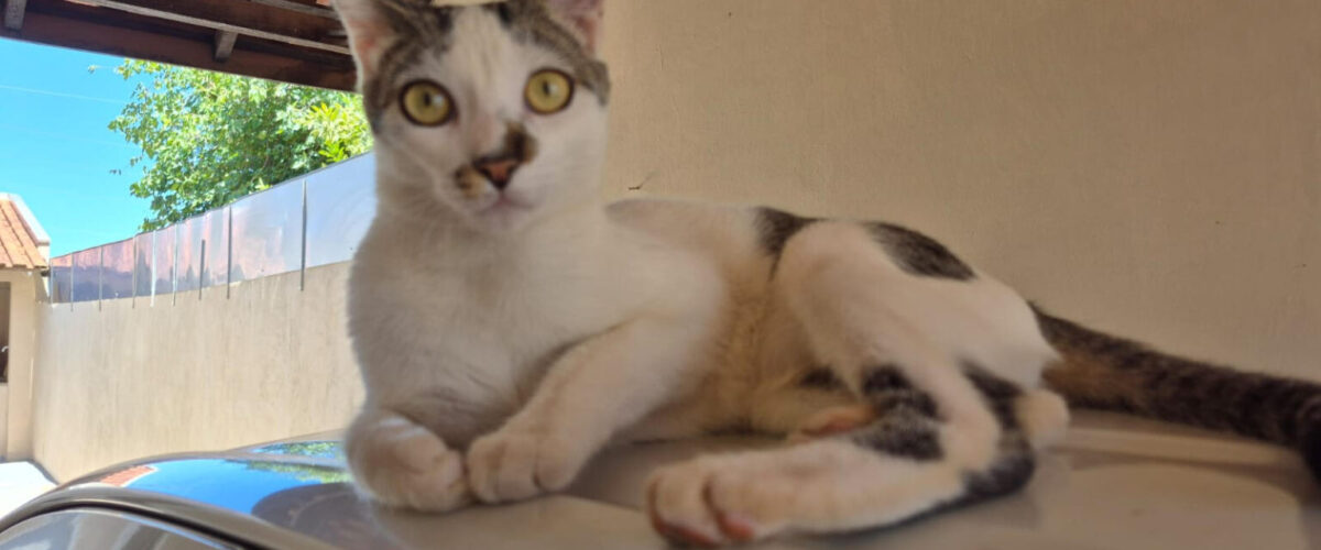 Prefeitura e UFMS ampliam atendimento veterinário gratuito