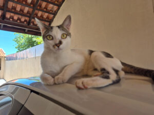 Prefeitura e UFMS ampliam atendimento veterinário gratuito